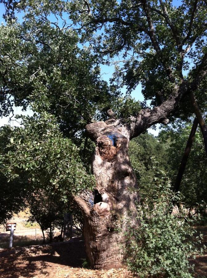 Oak Shade Villa Bethlehem of Galilee Exterior foto