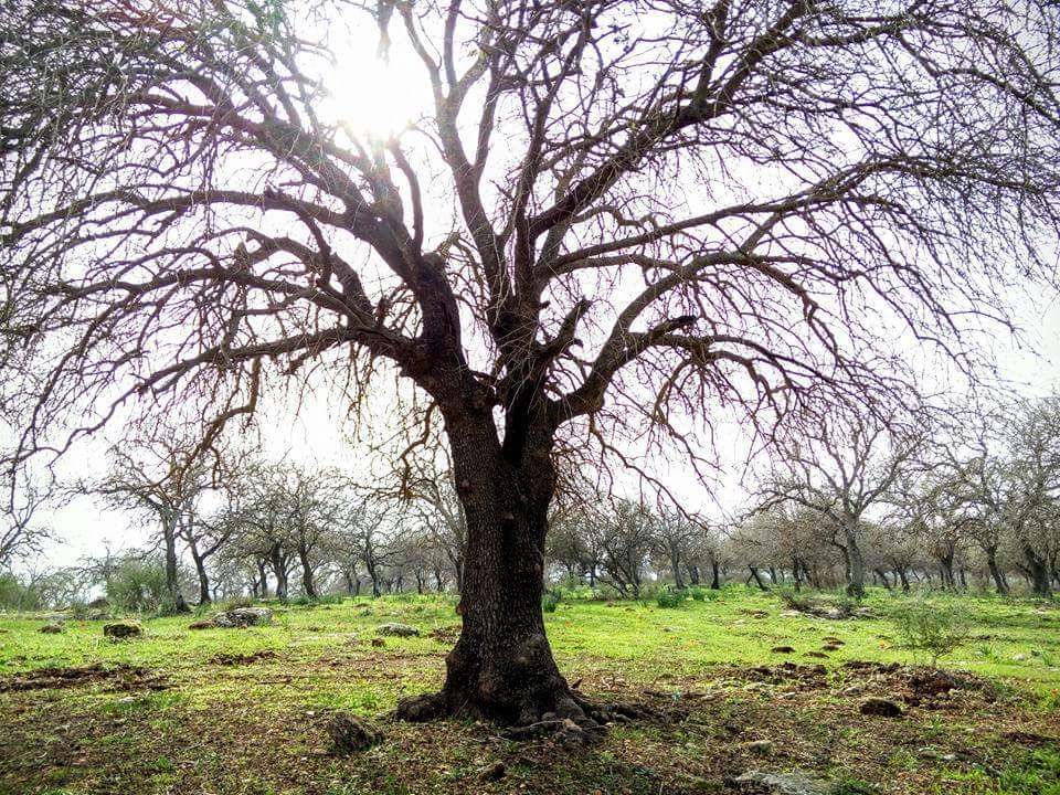 Oak Shade Villa Bethlehem of Galilee Exterior foto